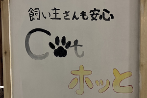 Catホッと